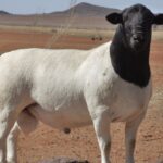 dorper sheep for sale in kenya