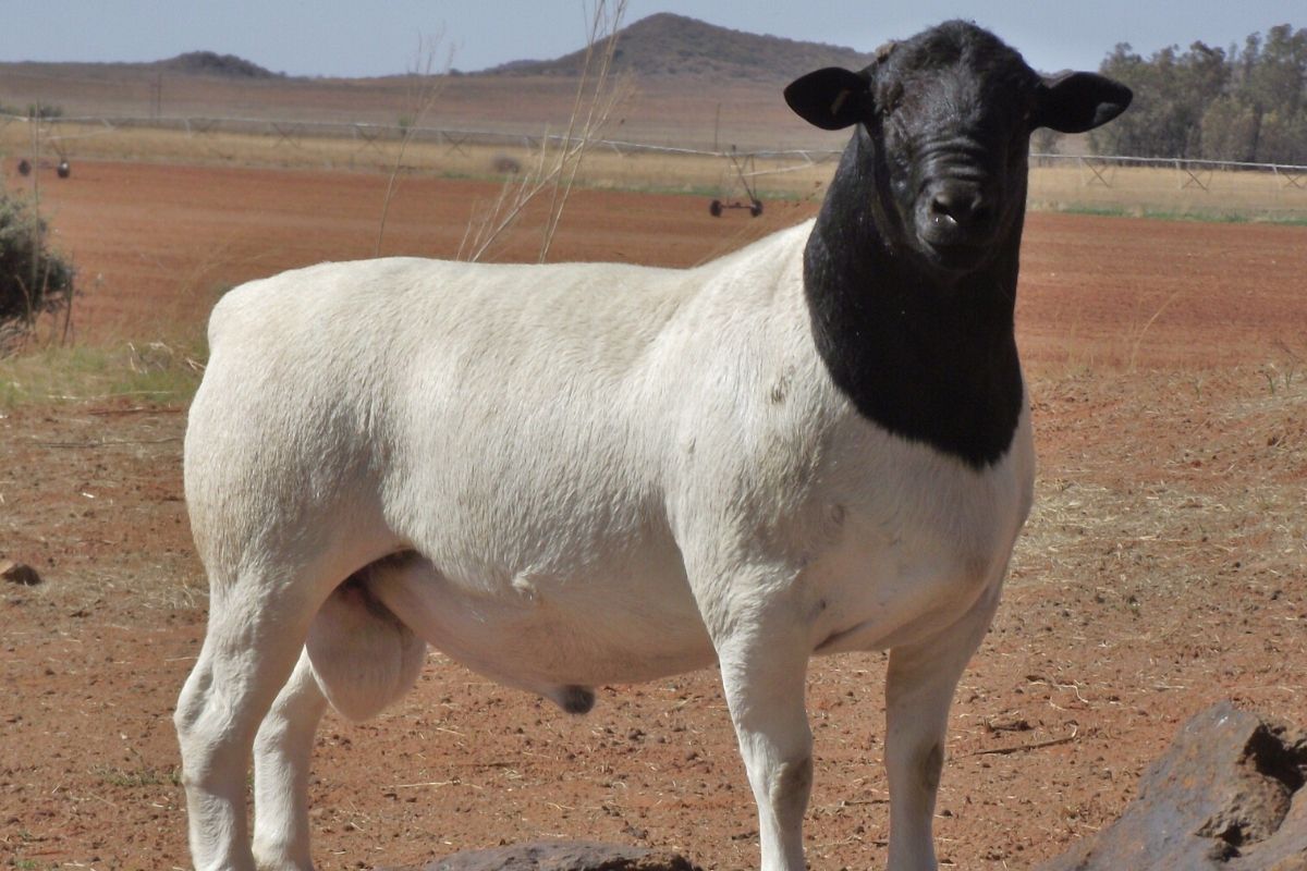 dorper sheep for sale in kenya
