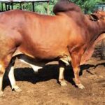 Mature Sahiwal Bull for Sale in Kenya